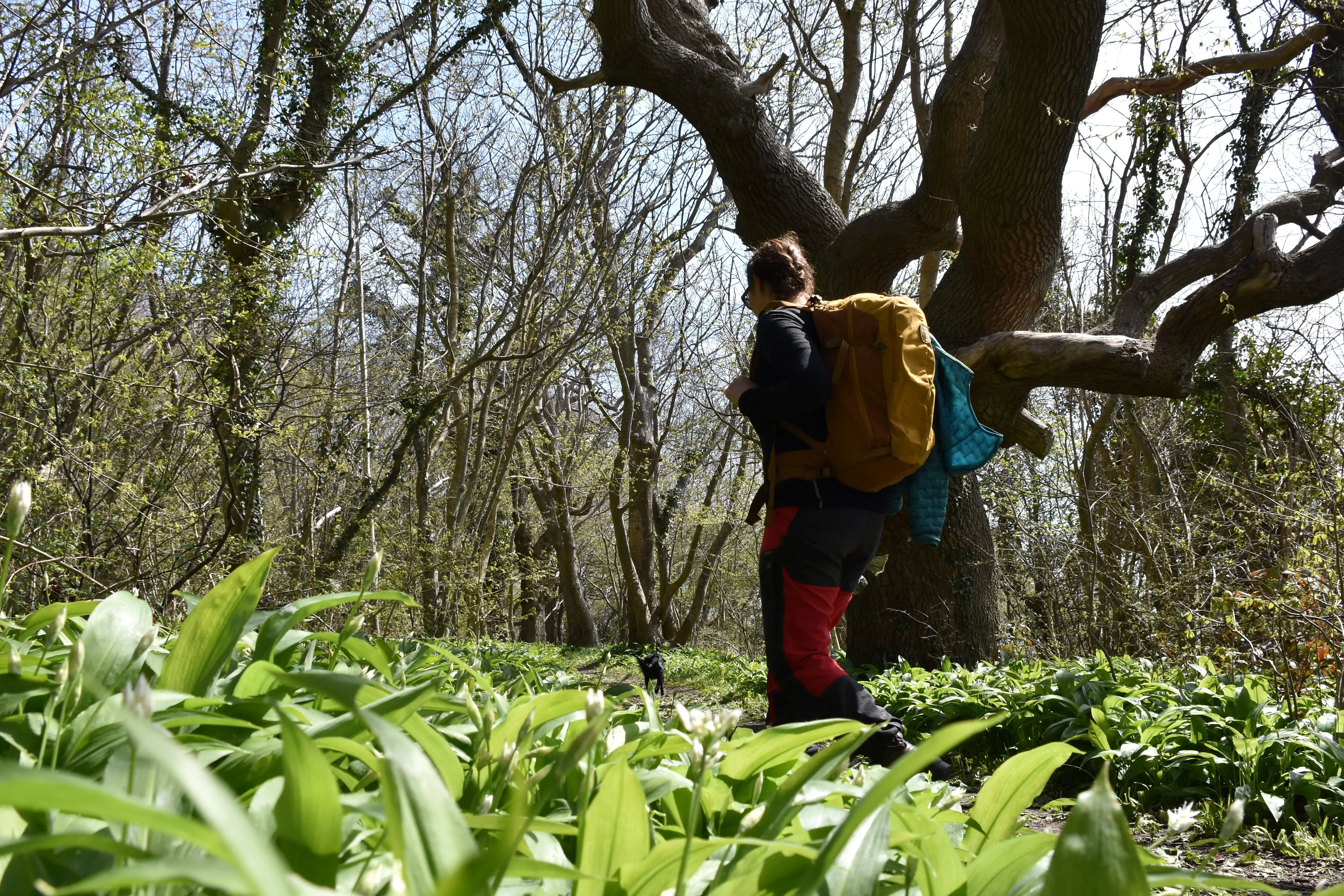 Vandrer, der g&aring;r gennem lund af ramsl&oslash;g p&aring; den Sydfynske &Oslash;havssti.