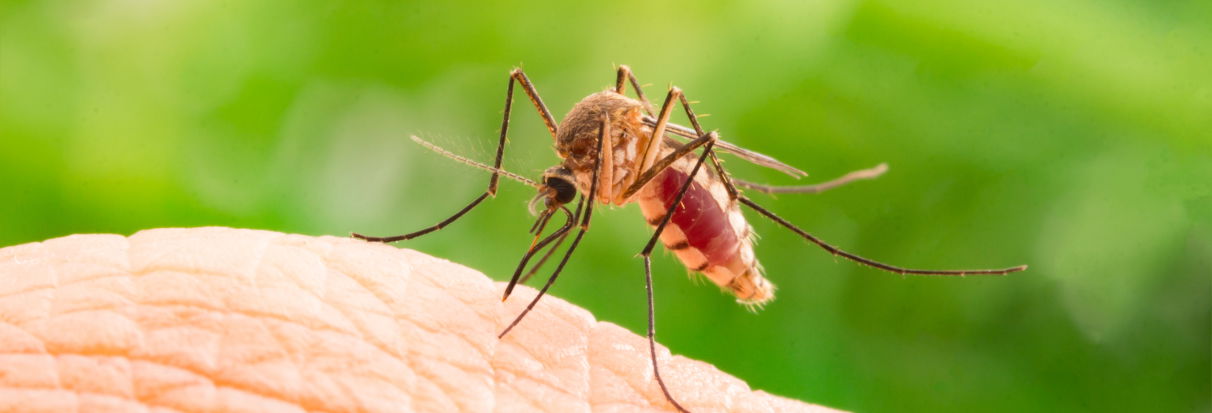 de bedste tips mod myg